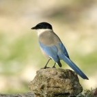 Iberian azure-winged magpie in Extremadura, Spain.