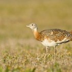 Great bustard in Extremadura, Spain