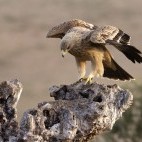 Spanish imperial eagle in Extremadura, Spain