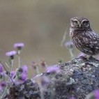 Little owl in Spain