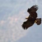 Spanish imperial eagle