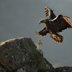 Spanish imperial eagle in Andujar Natural Park, Spain.