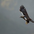 Spanish imperial eagle in Andujar Natural Park, Spain.