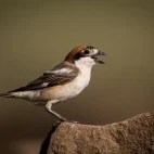 Woodchat shrike in Spain.