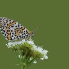 Spotted fritillary