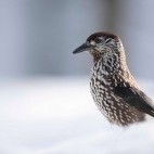 Spotted nutcracker