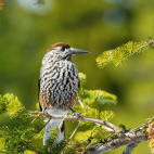 Spotted nutcracker
