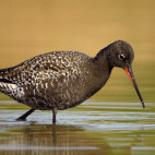 Spotted redshank