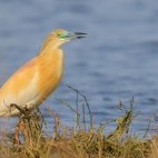 Squacco heron near Lake Skadar in Montenegro