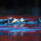 Steller's eider duck