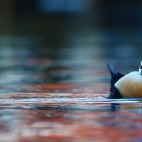 Steller's eider duck