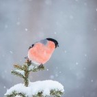 Bullfinch in winter