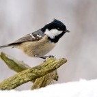Coal tit in winter