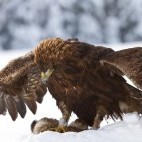 Golden eagle in winter