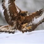 Golden eagle in winter