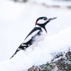 Great spotted woodpecker in winter
