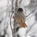 Siberian jay in winter