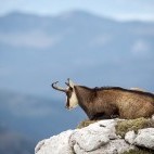 Tatra chamois