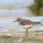 Temminck's stint