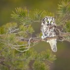 Tengmalm's owl in Slovakia
