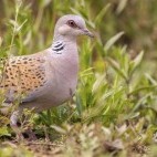 Turtle dove