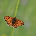 Twin spot fritillary