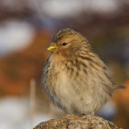 Twite in Scotland
