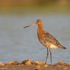 Black-tailed godwit in the UK