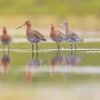 Black-tailed godwit in Devon