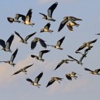 Black and white northern lapwing flock