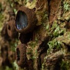 Black bulgar in Hampshire.