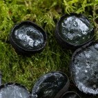 Black bulgar in Hampshire.