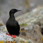 Black guillemot