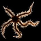 Brittlestar.