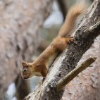 Red squirrel on Brownsea Island, Dorset.