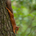 Red squirrel in Brownsea Island, the UK.