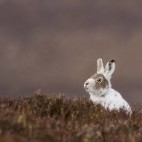 Mountain hare in the Cairngorms National Park, Scotland