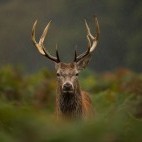 Red stag deer in the Cairngorms National Park, Scotland