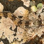 Common blenny.