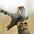 Common cuckoo