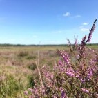 Common heather in Roydon Common, Norfolk.