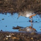 Common redshank