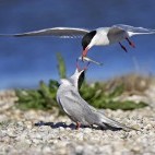 Common tern