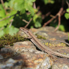 Common wall lizard in the UK