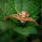 Crab spider in Hampshire.
