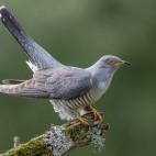 Cuckoo in Devon