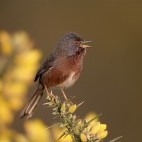Dartford warbler in the UK