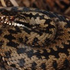 Adder in Dartmoor National Park.