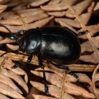 Bloody-nose beetle in Dartmoor National Park.