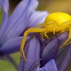 Crab spider in Dartmoor National Park.